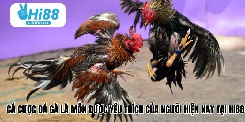 Cá cược đá gà là môn được yêu thích của người hiện nay tại Hi88